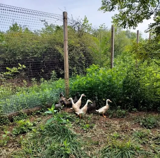 ducks in garden.jpg