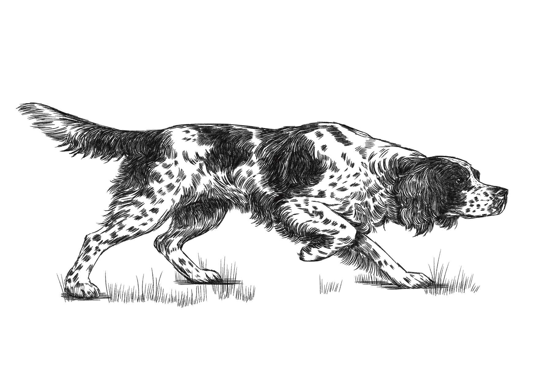 Hunting Spaniel_Jessie Fitzgerald.png