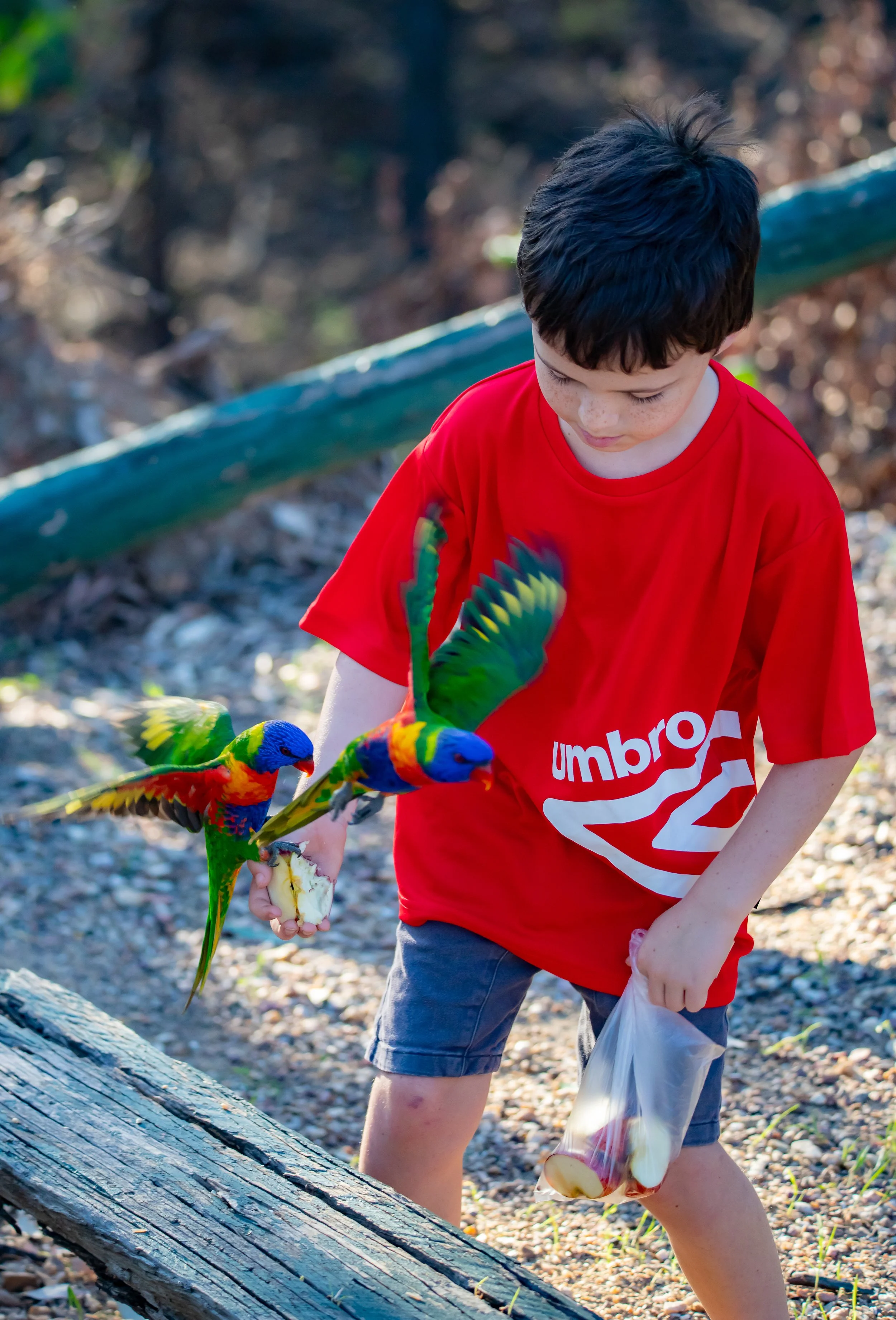 Sapphire Caravan Park_Bird feeding 1_Sarah Duguid Photography ©-42.jpg