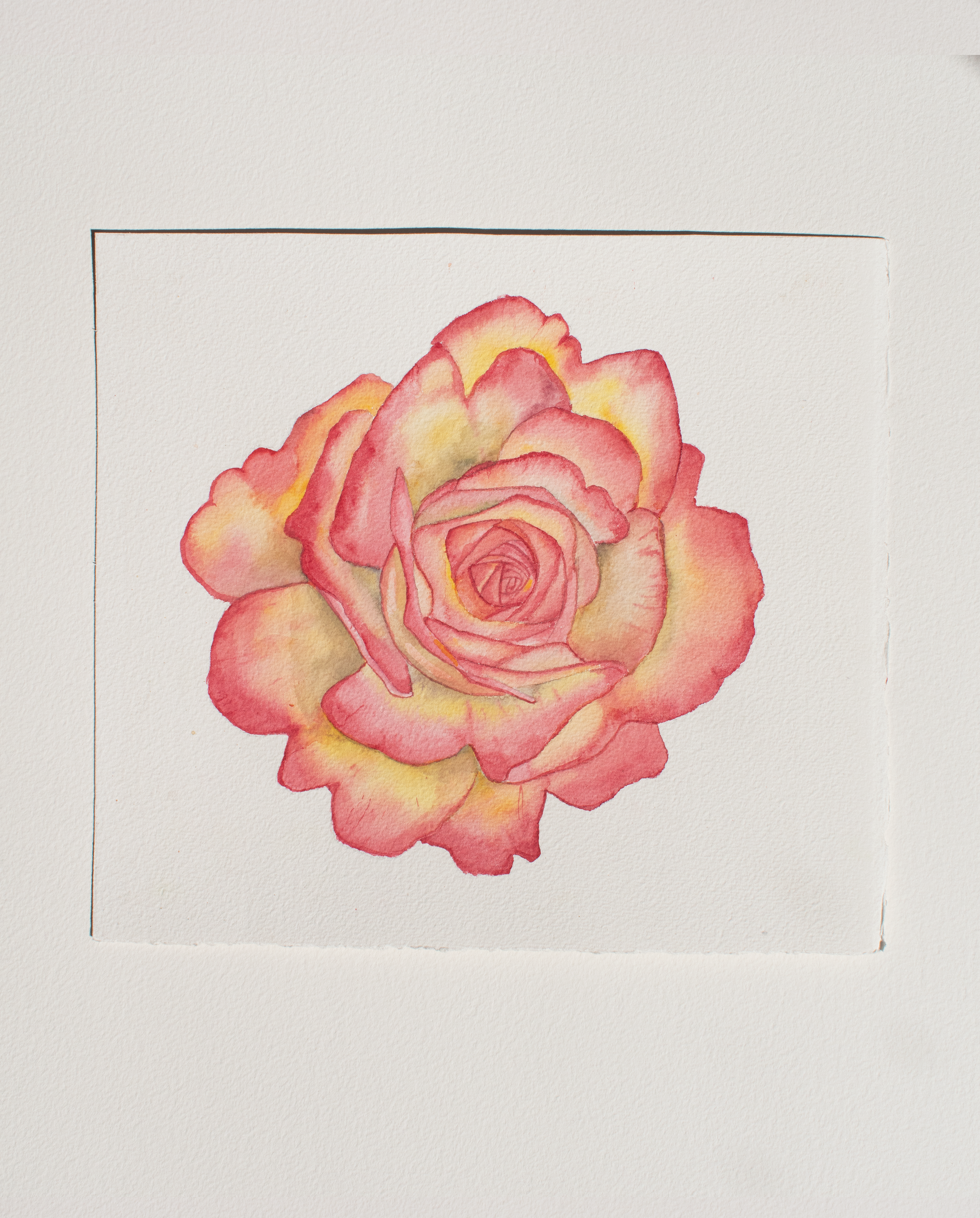 rose.png