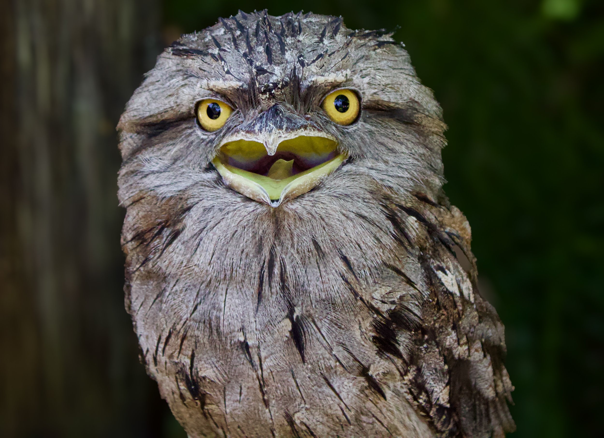 WILDLIFE PHOTOGRAPHS