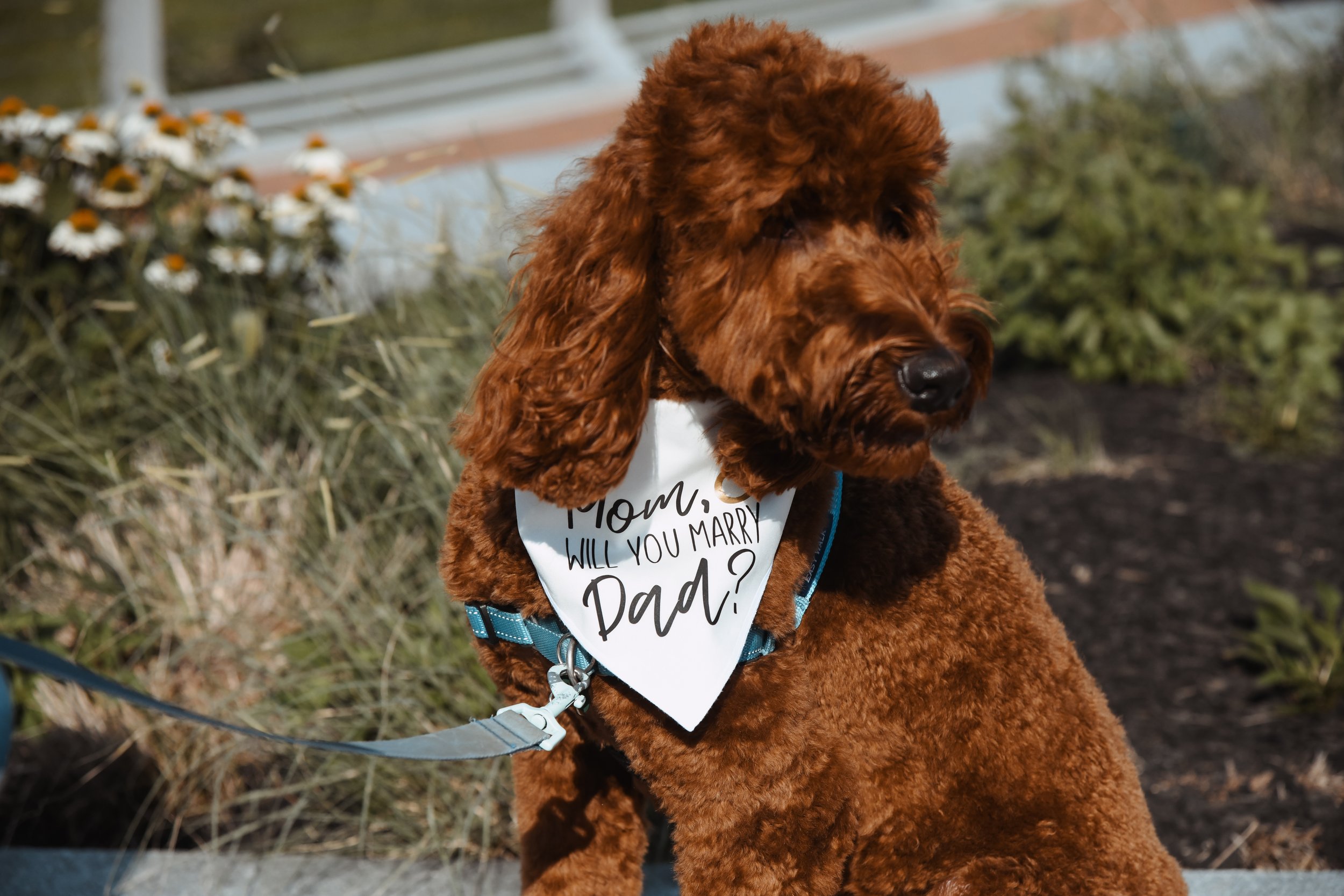 A brown doodle puppy wearing a blue harness and a bandana with the text 'Mom, will you marry Dad?' standing outdoors near flowers and bushes.