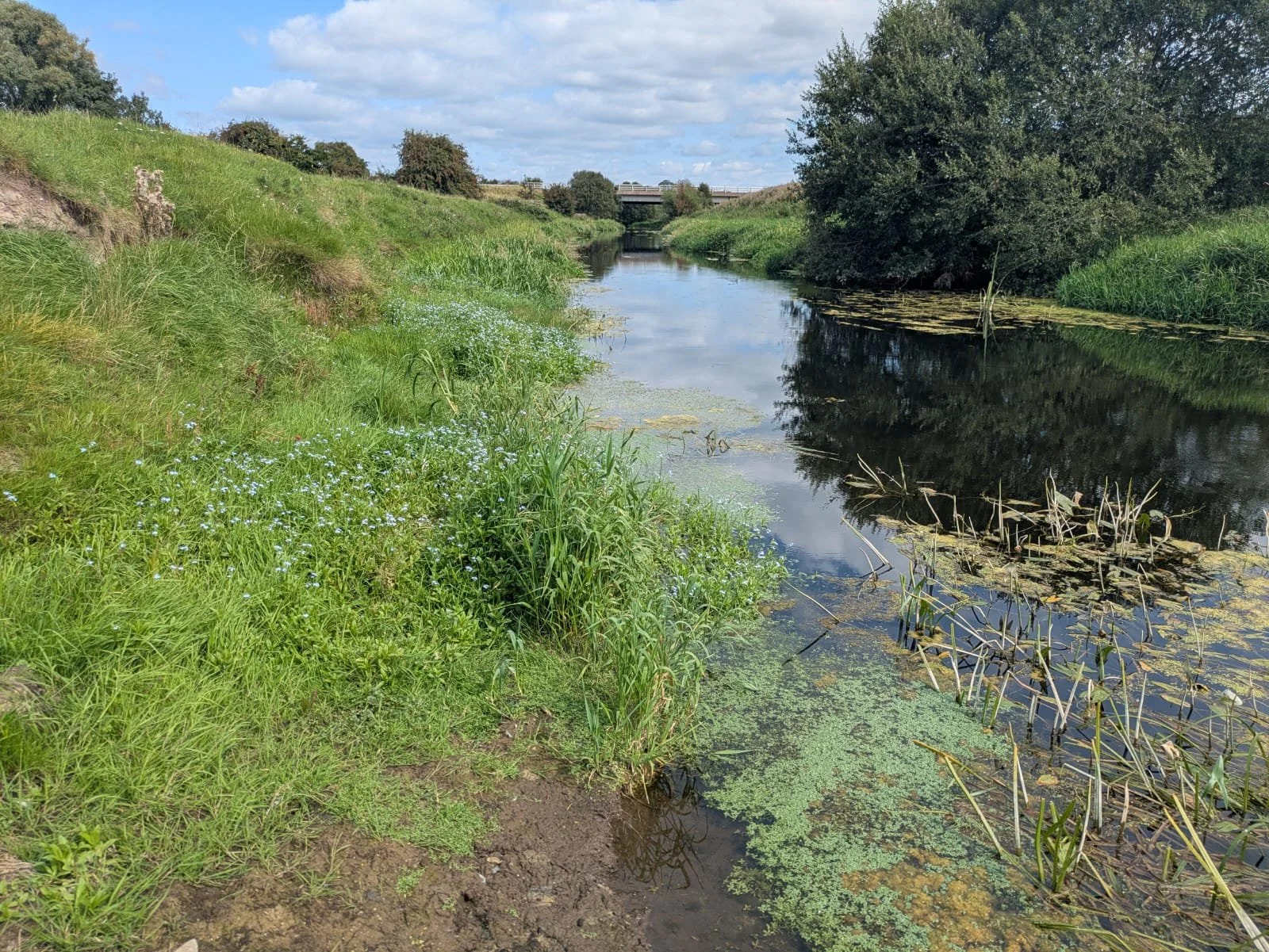 An unfenced river with livestock access, as well as algae showing eutrophication (high nutrient input and oxygen depletion).
