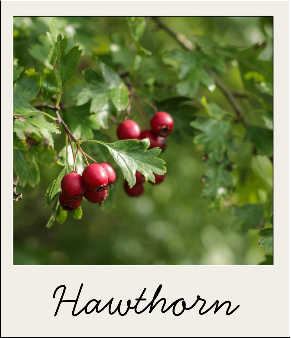 Hawthorn.png