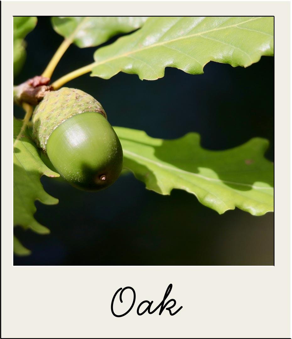 Oak.png