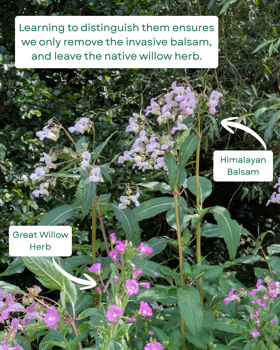Learning to distinguish them ensures we only remove the invasive balsam, and leave the native willow herb.
