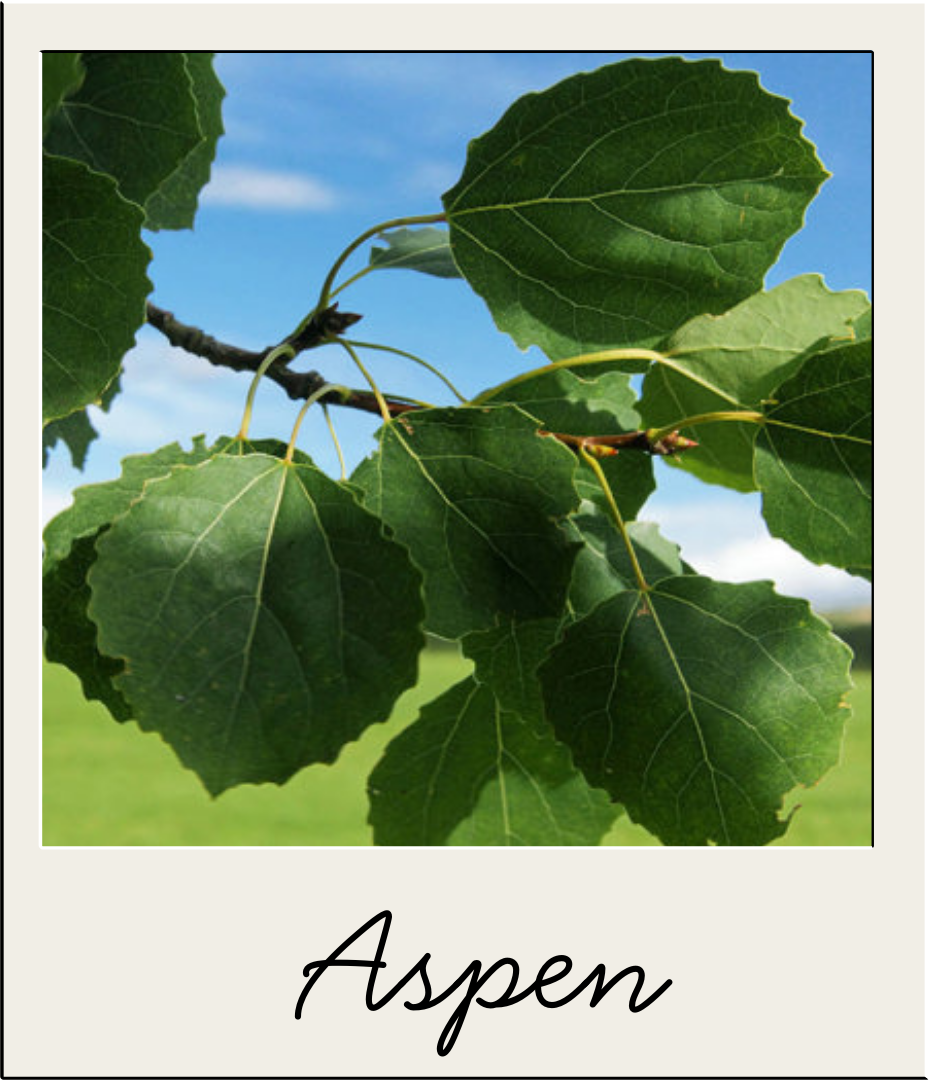 Aspen.png