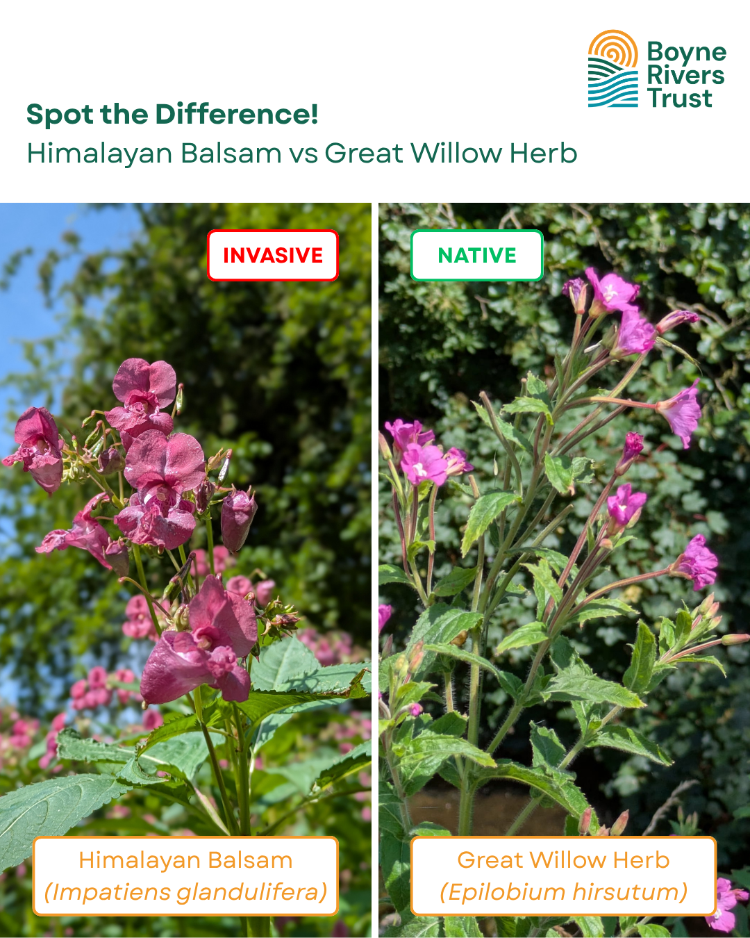 Spot the difference! Himalayan Balsam versus Great Willow Herb.
