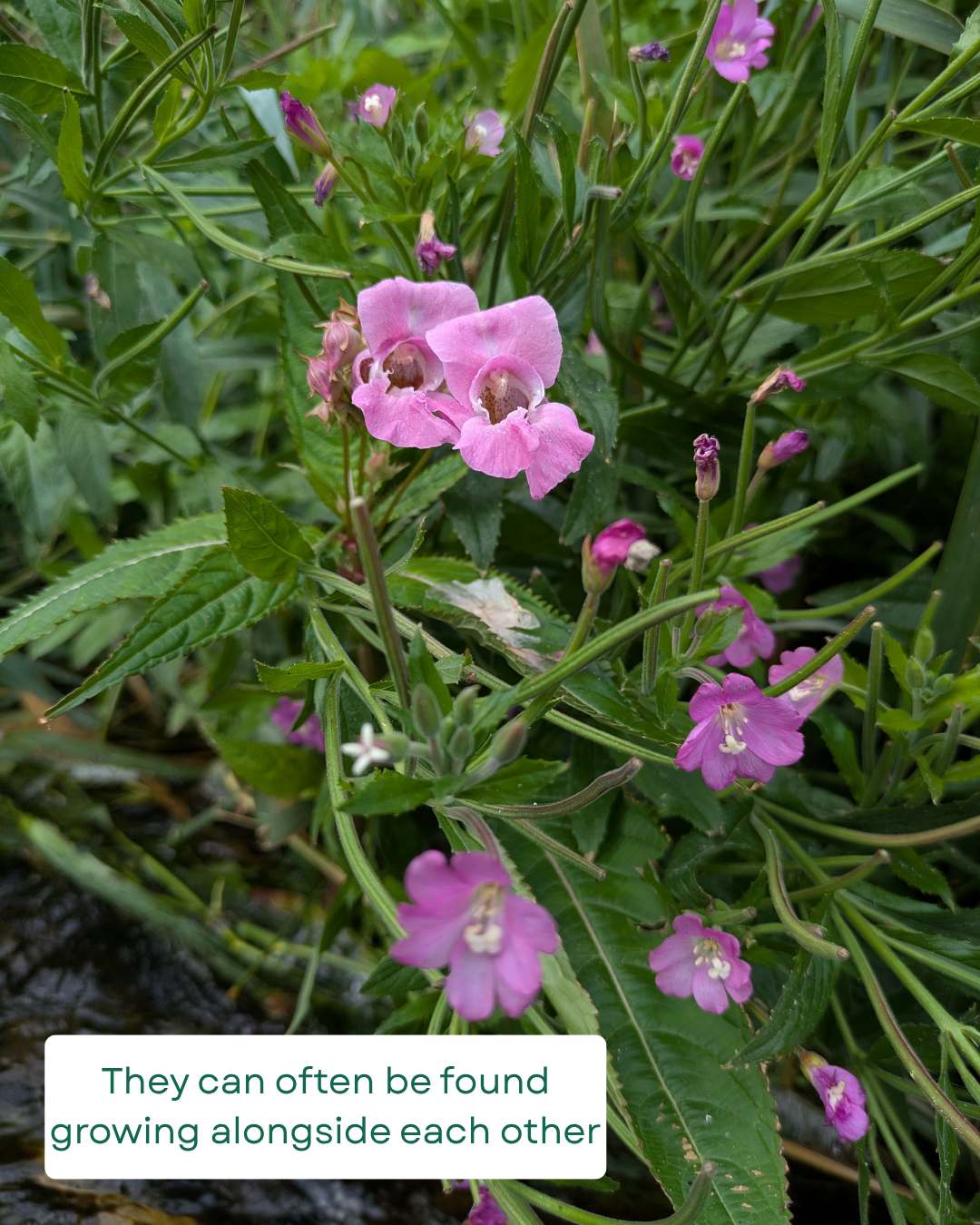 They can often be found growing alongside each other.