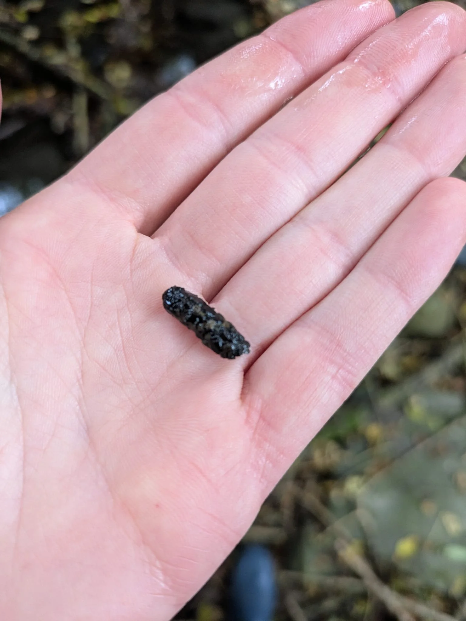 Caddis Fly larvae - a Positive Indicator Species for water quality.