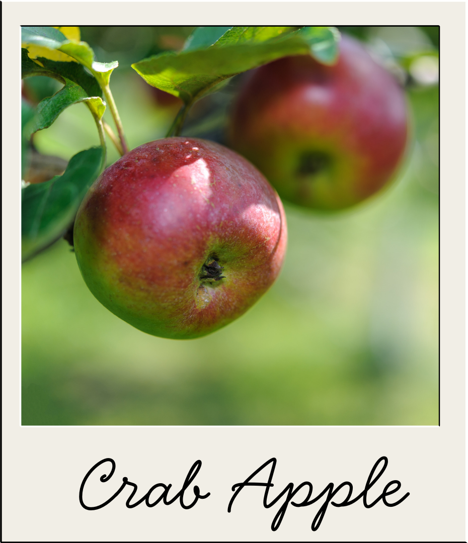 Crab Apple.png