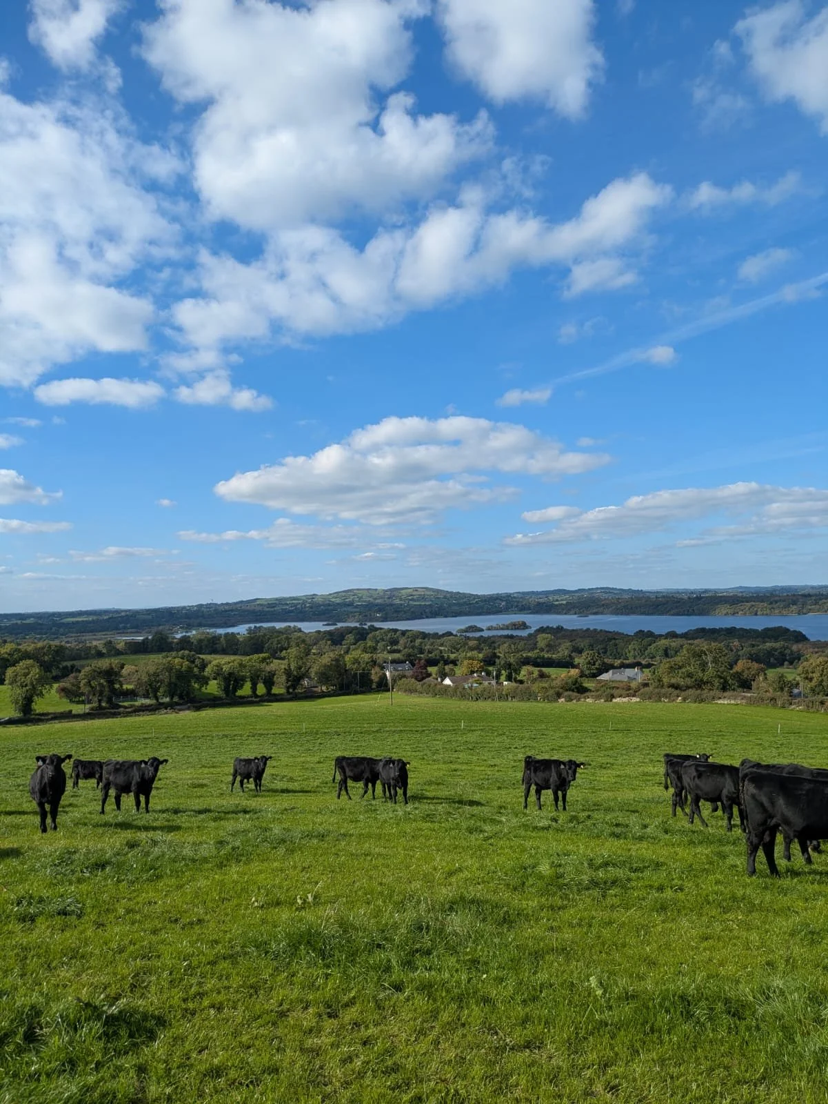 Farm overlooking Lough Ramor, County Cavan.