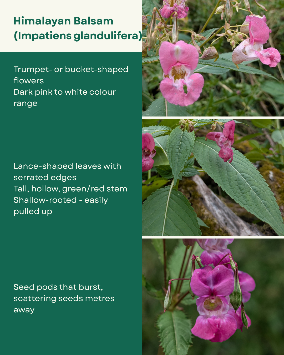 Himalayan Balsam identification guide. Trumpet-shaped pink flowers. Lance-shaped, serrated leaves. Tall, hollow green/red stem. Shallow rooted. Seed pods that burst.