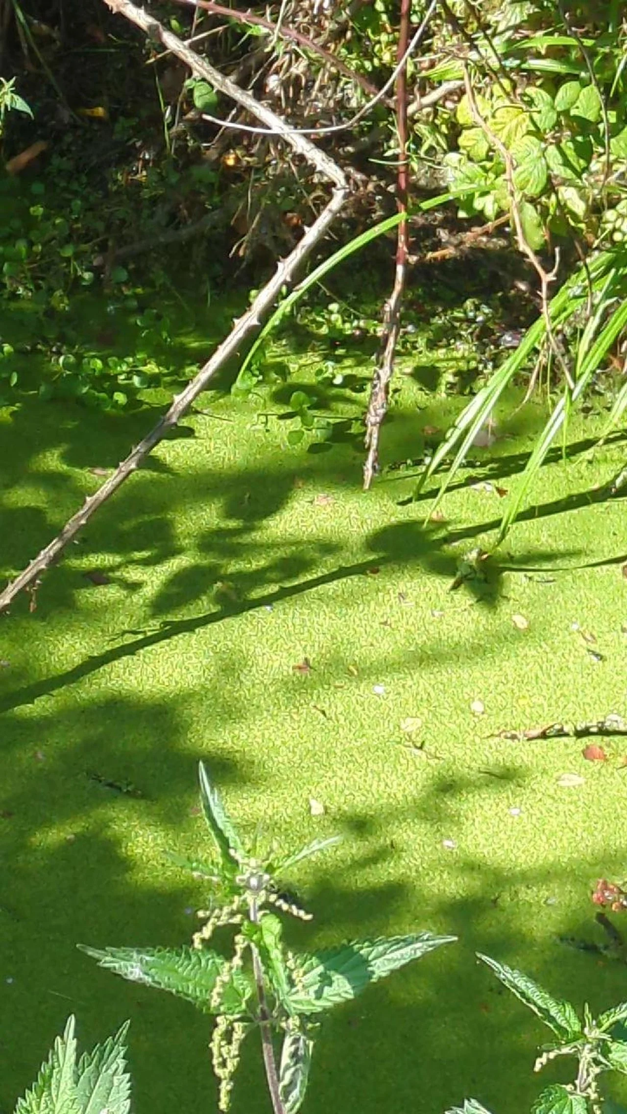 Excessive growth of algae on water due to high nutrient input - a Negative Indicator Species for water quality.