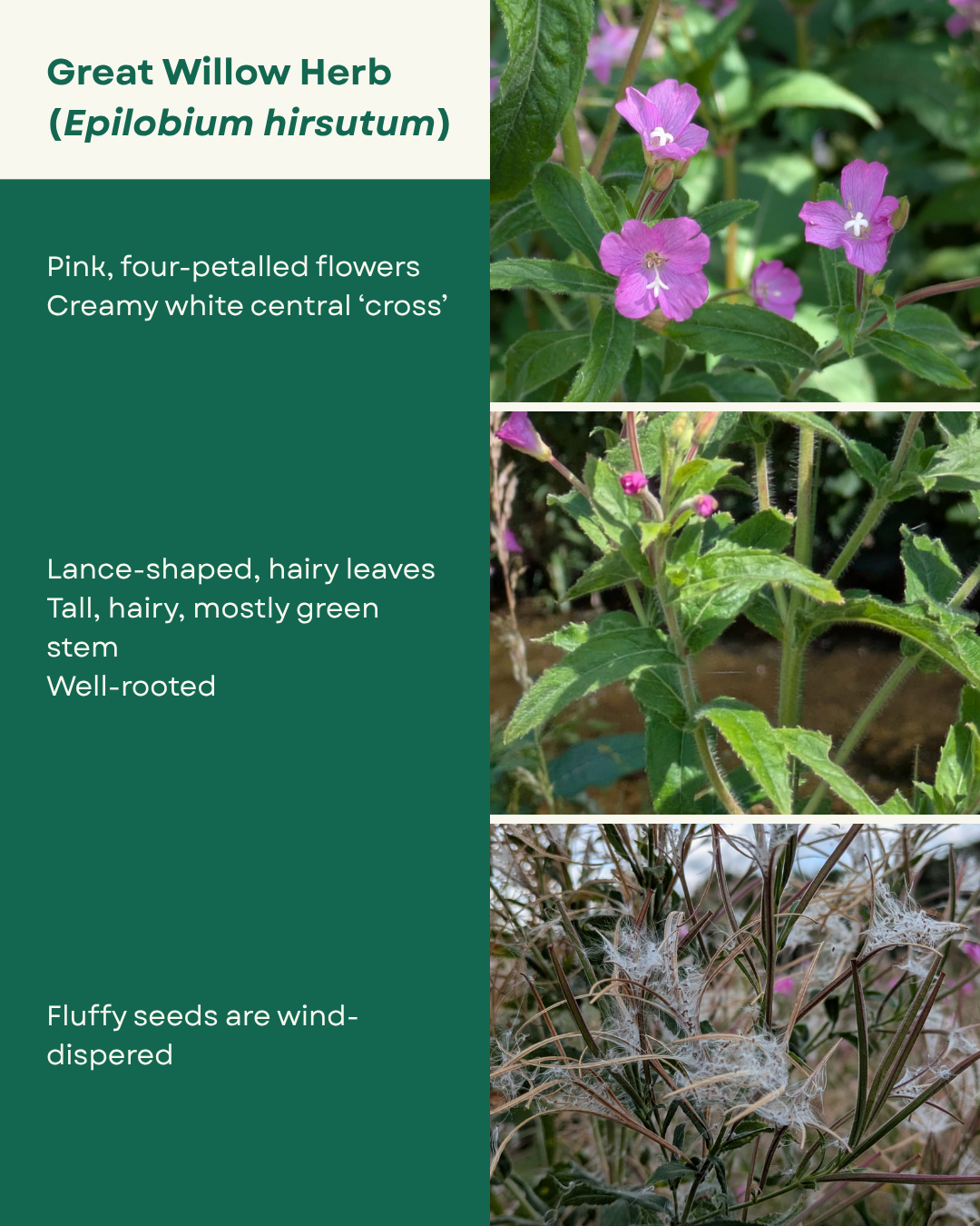Great Willow Herb identification guide. Pink, four-petalled flowers with creamy white central cross-shaped stigma. Lance-shaped, hairy leaves. Well rooted plant. Fluffy seeds are wind-dispersed.