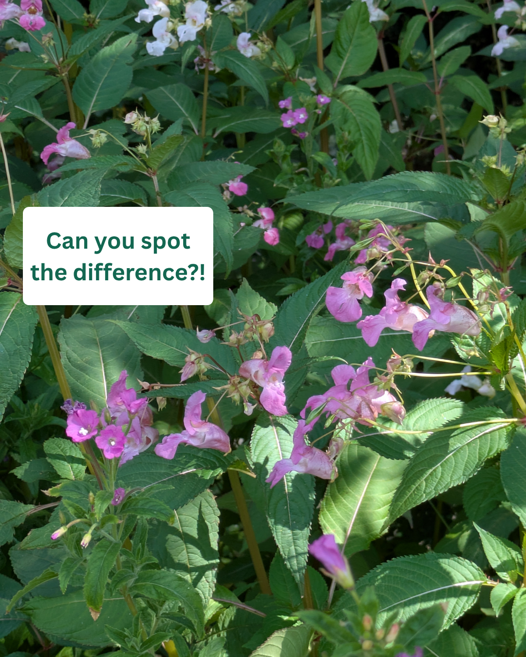 Can you spot the difference? Both plants growing side-by-side.