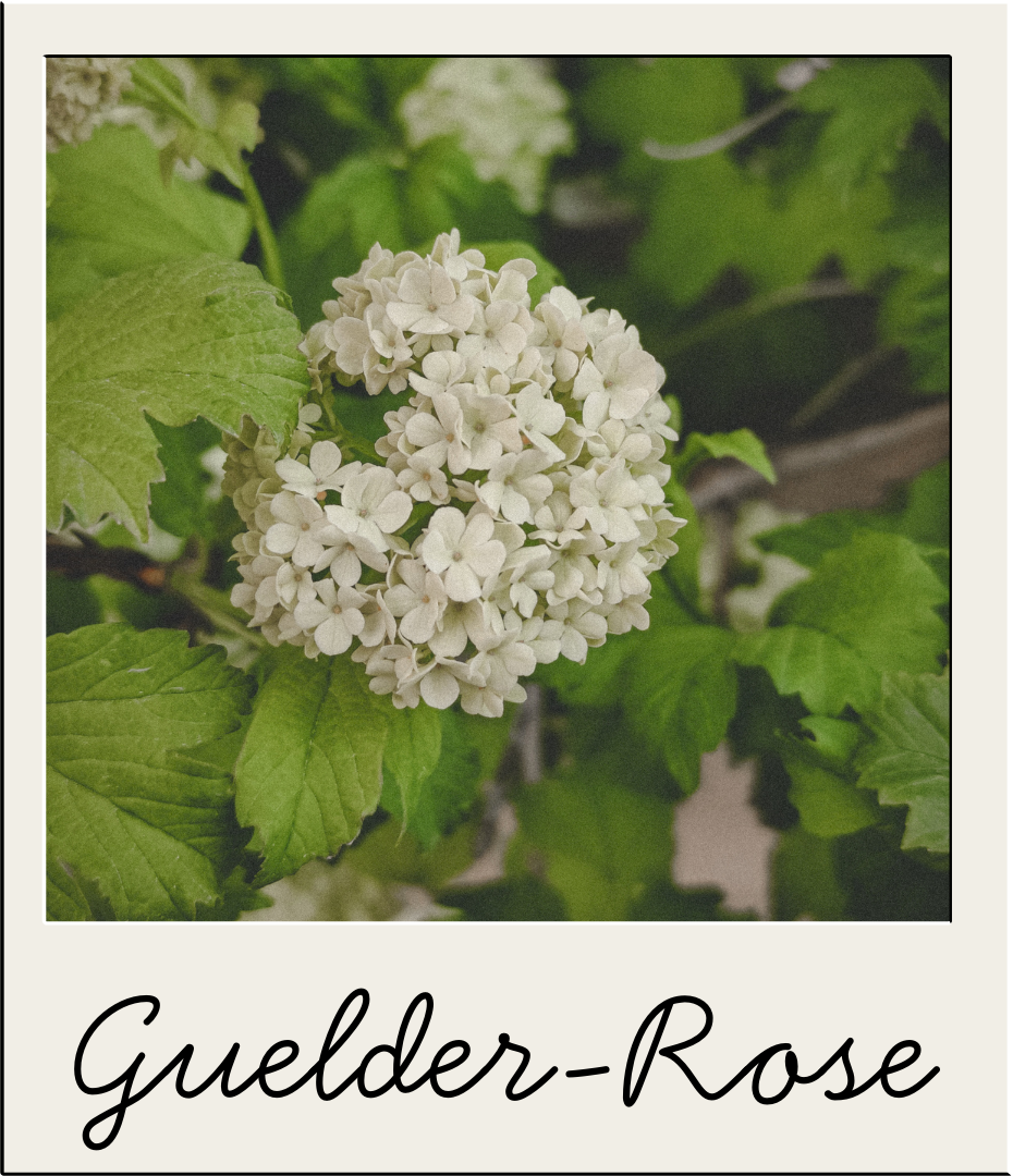 Guelder Rose.png