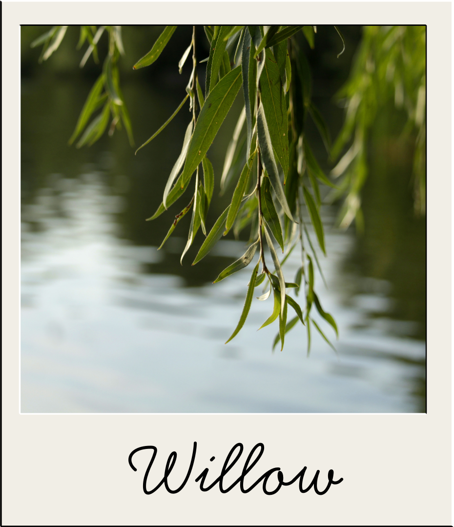 Willow.png