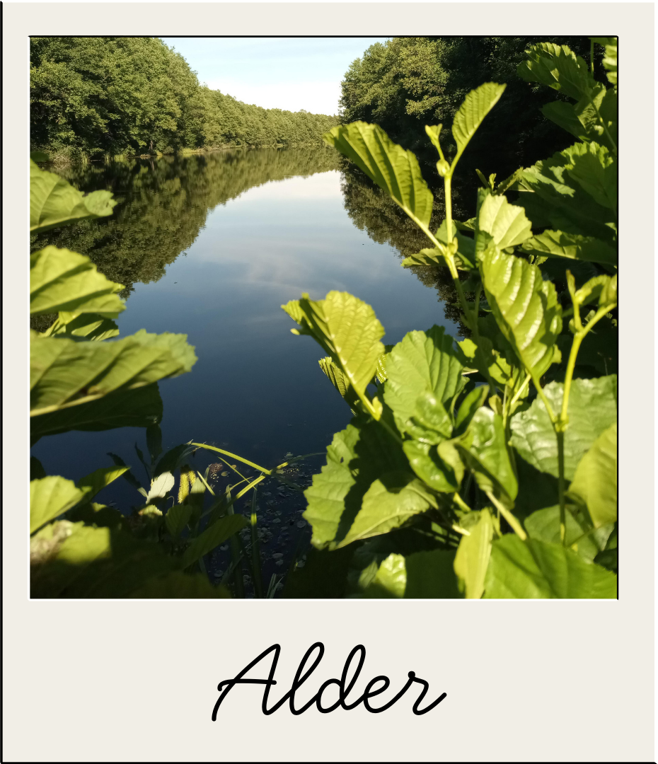Alder.png