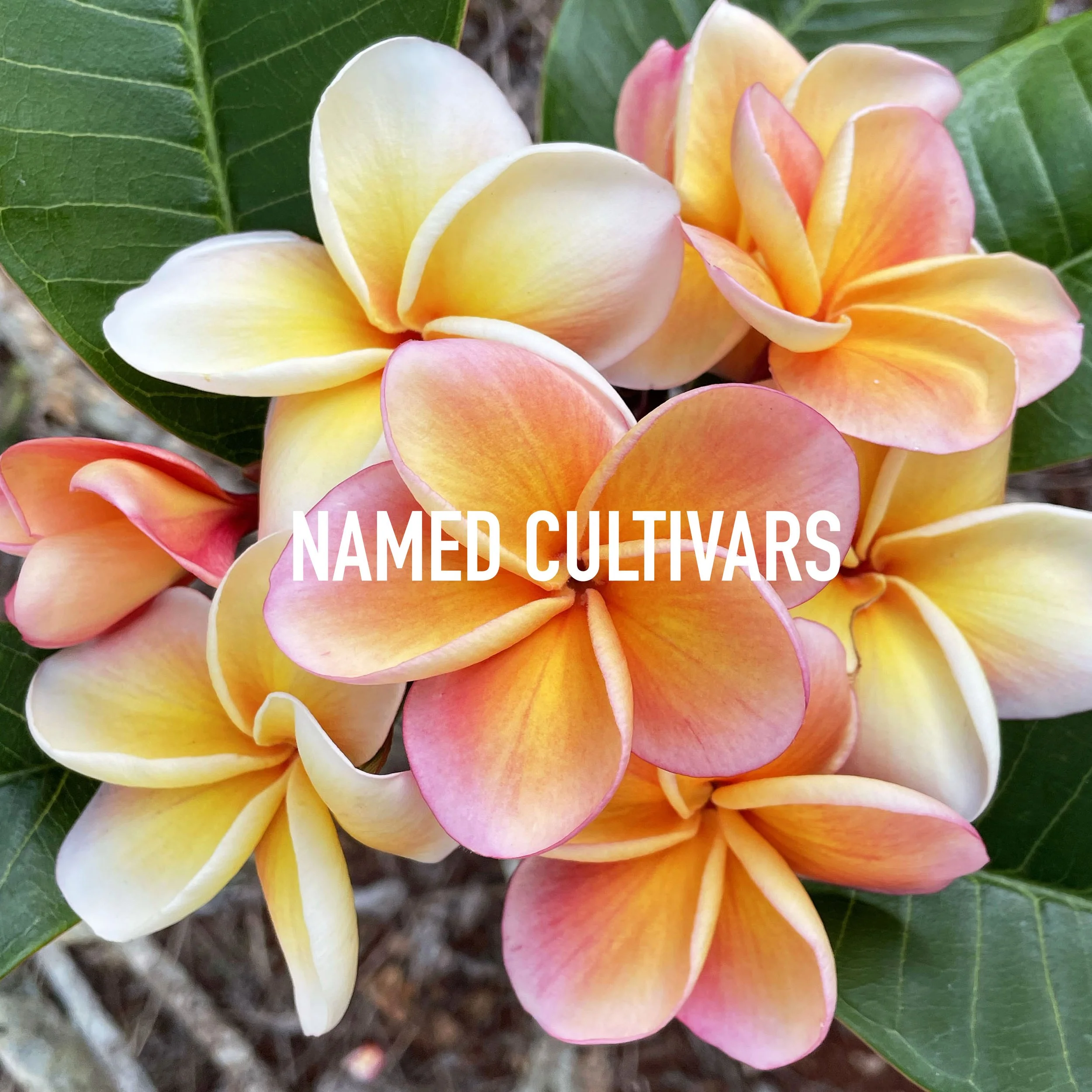 Named Cultivars