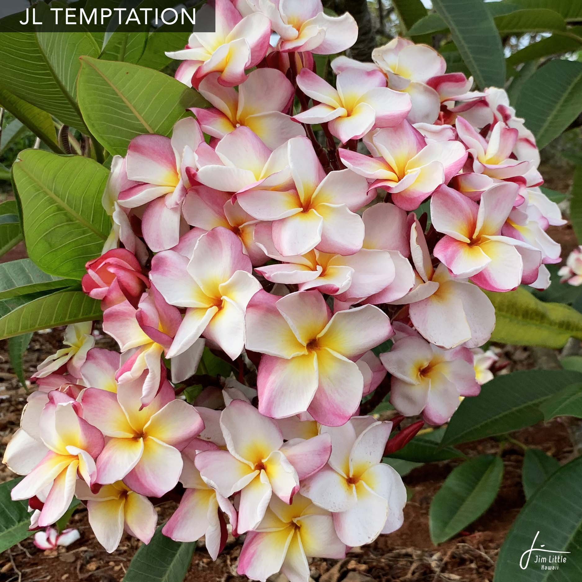 JL Cultivars — Jim Little Plumeria JL Cultivars — Jim Little Plumeria