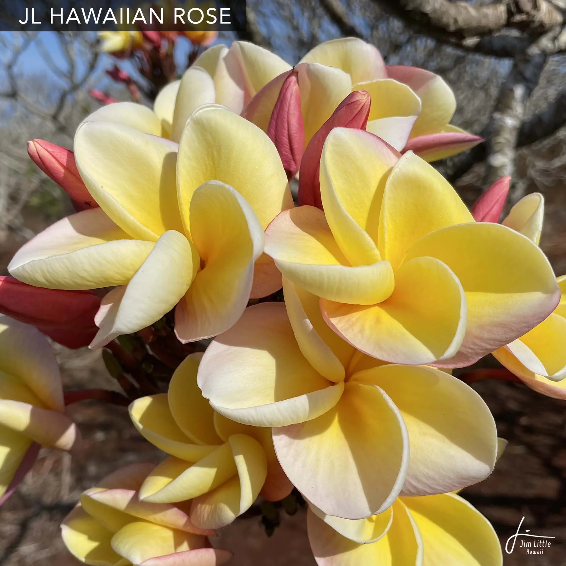 プルメリア❀❀ JL Cultivars — Jim Little Plumeria