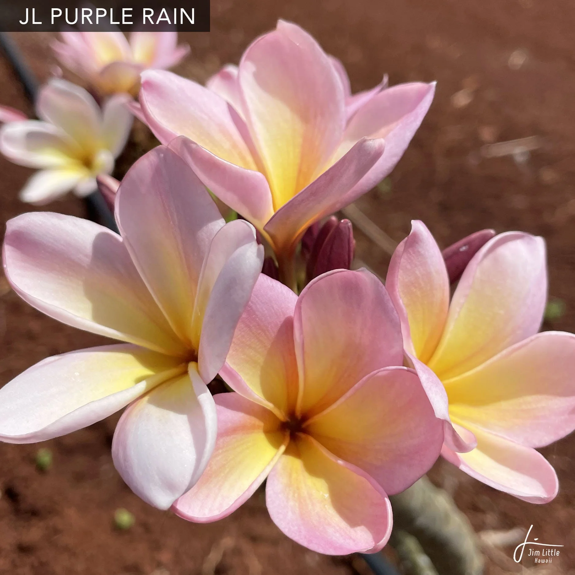 ヘザーブラウン　ジクレー　Yellow Plumeria Grafted Plumeria aka Frangipani with the predominate color