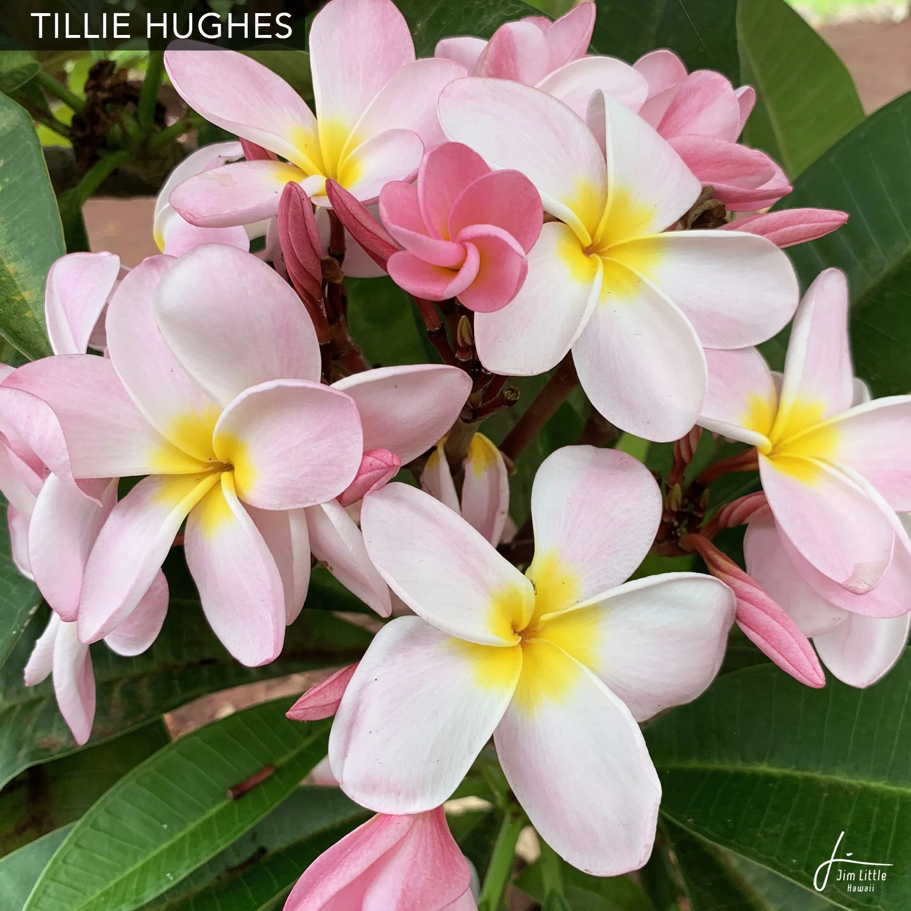 Named Cultivars — Jim Little Plumeria