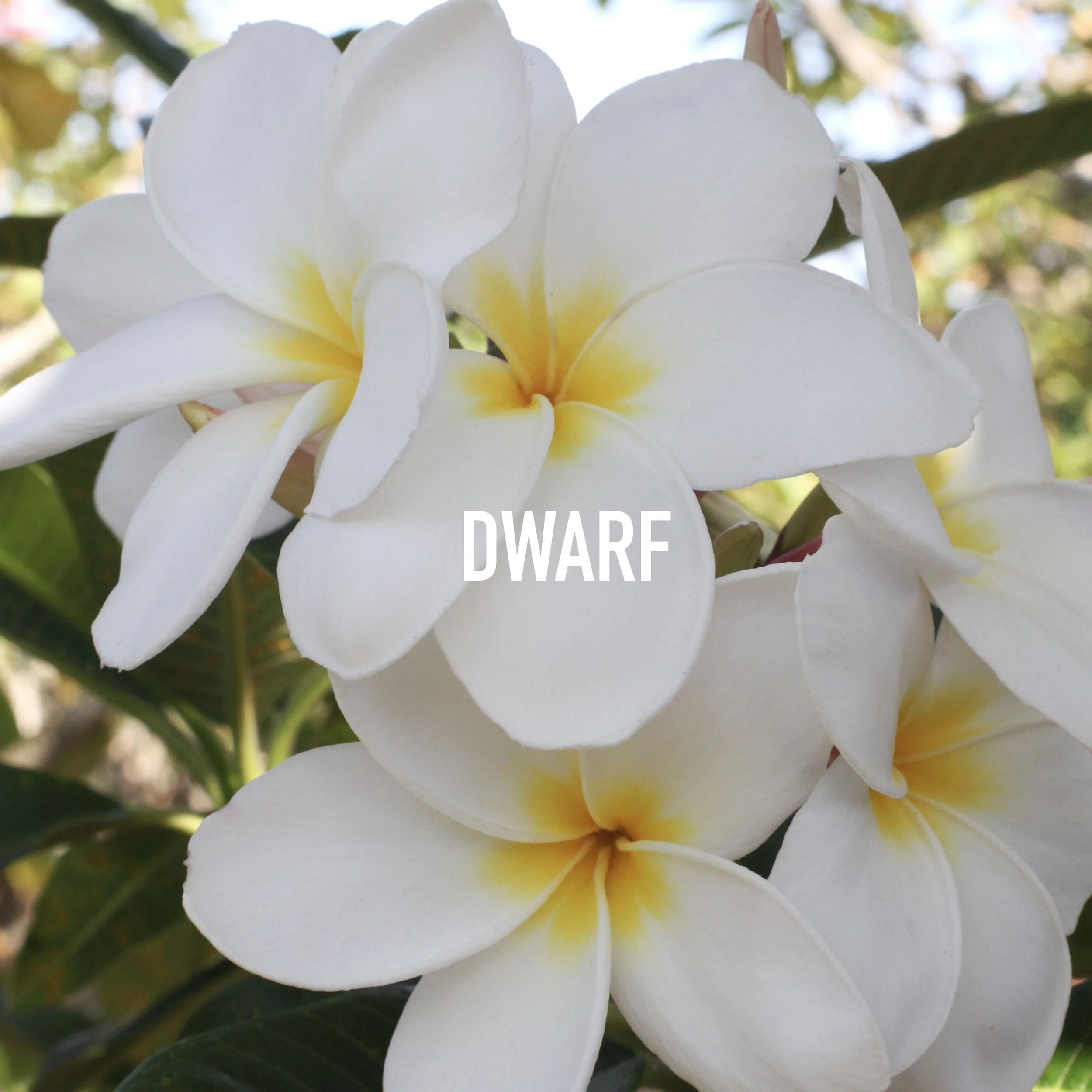 Dwarf