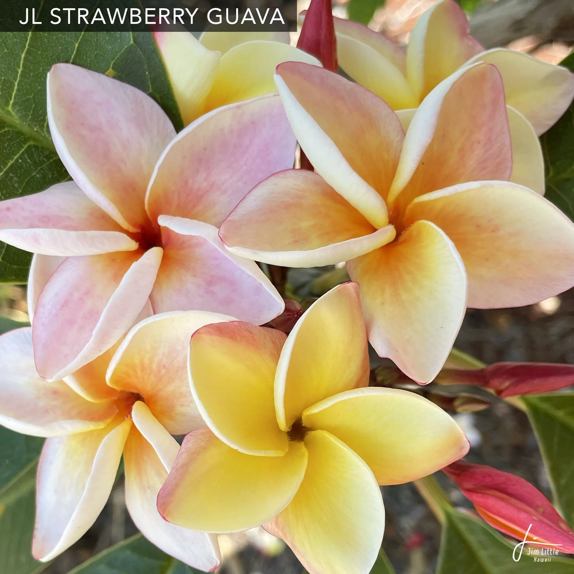 plumeria ページ JL Cultivars — Jim Little Plumeria