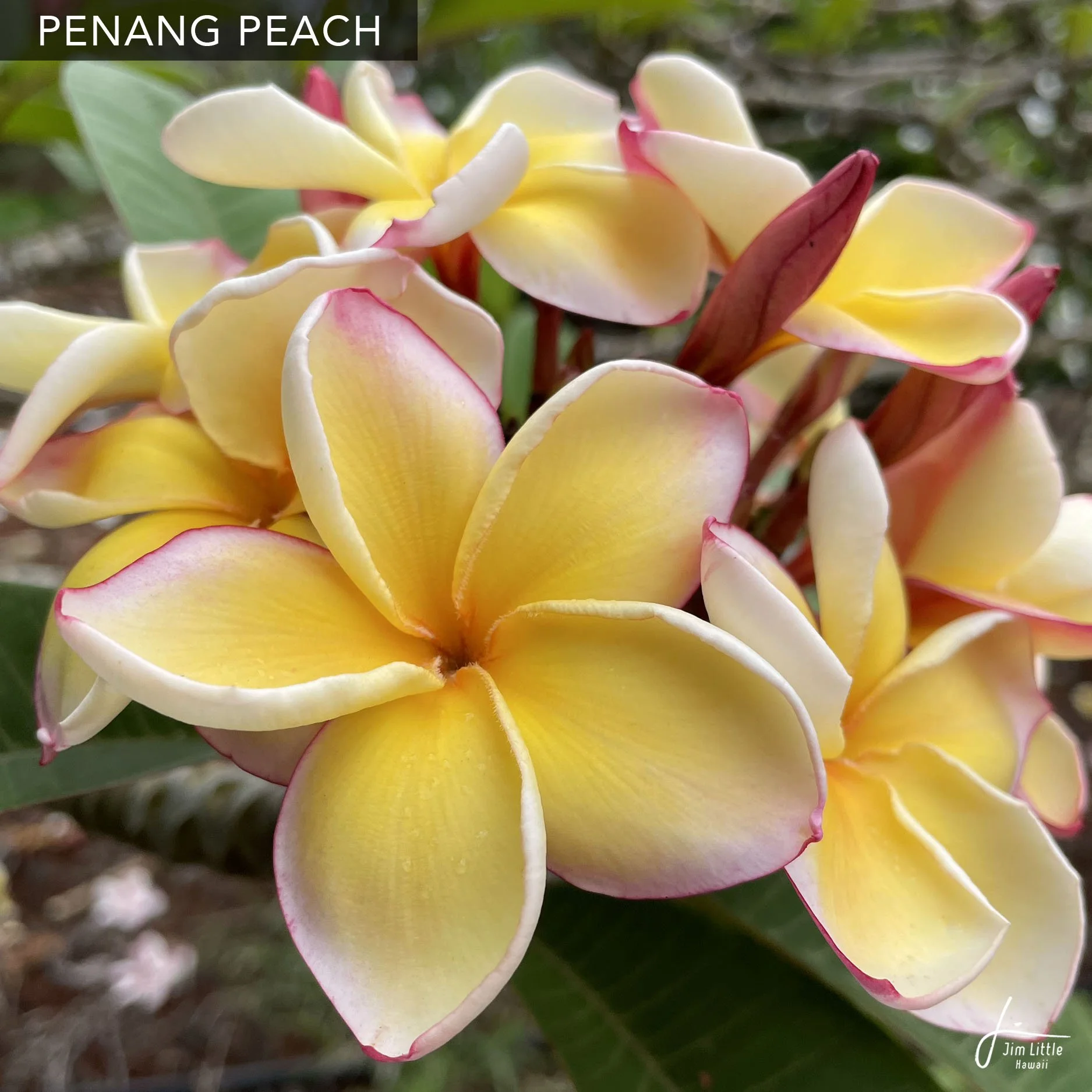 Samantha Thavasa - Plumeria Samantha Thavasa - Plumeria Plumeria sp. (Common names