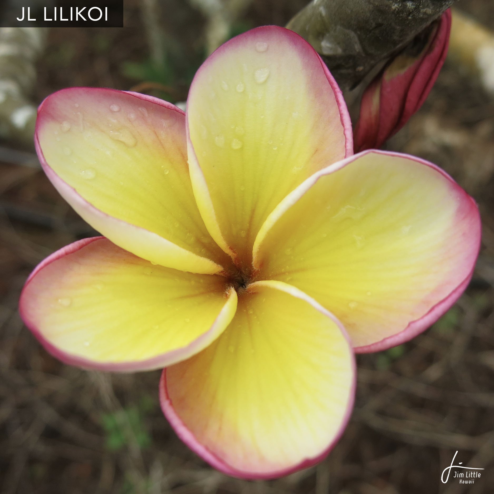JL Cultivars — Jim Little Plumeria JL Cultivars — Jim Little Plumeria