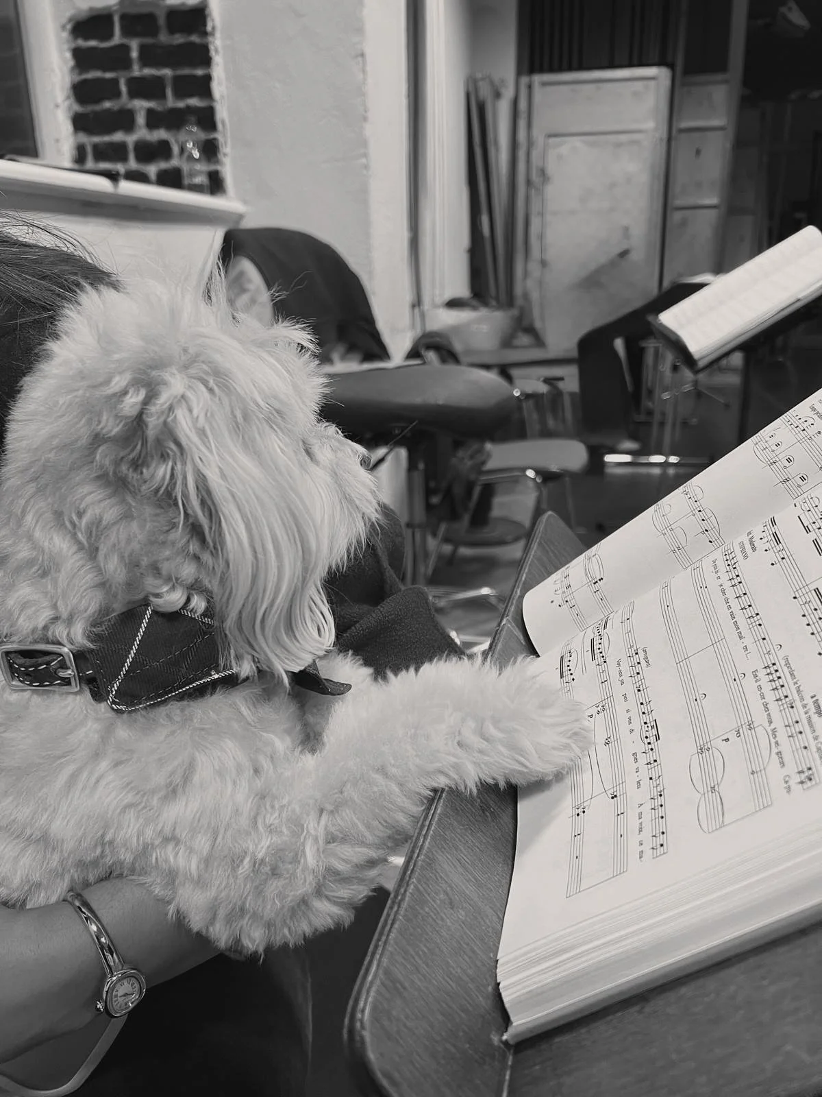 Petition to include Milicito 🐶 in our Rom&eacute;o et Juliette production @semperoper ! Wouldn&rsquo;t he just make the cutest guest at the Capulet ball??? 🥹