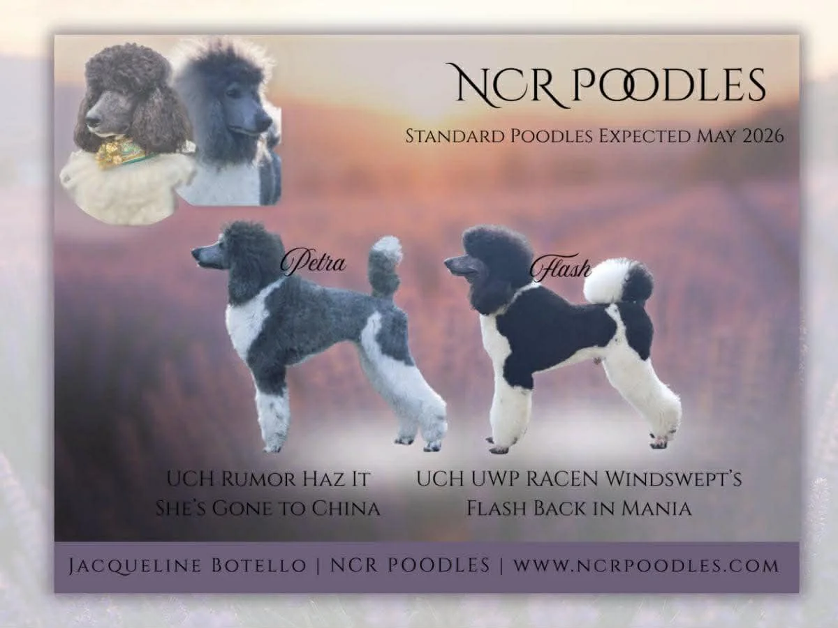 Parti Poodle Puppies