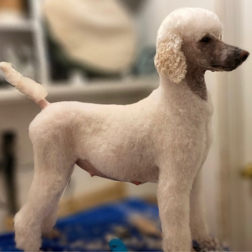 How many puppies do you think Grace will have?🐩🐩🐩🐩🐩🐩🐩🐩🐩 #poodlesofinstagram #puppies #poodlelover #poodle #poodlelover #poodlecolor #dogstagram #dogs_of_world #doglovers #2022  #play #perfect #positivity #summer #AKC #akchealthtested #groomi