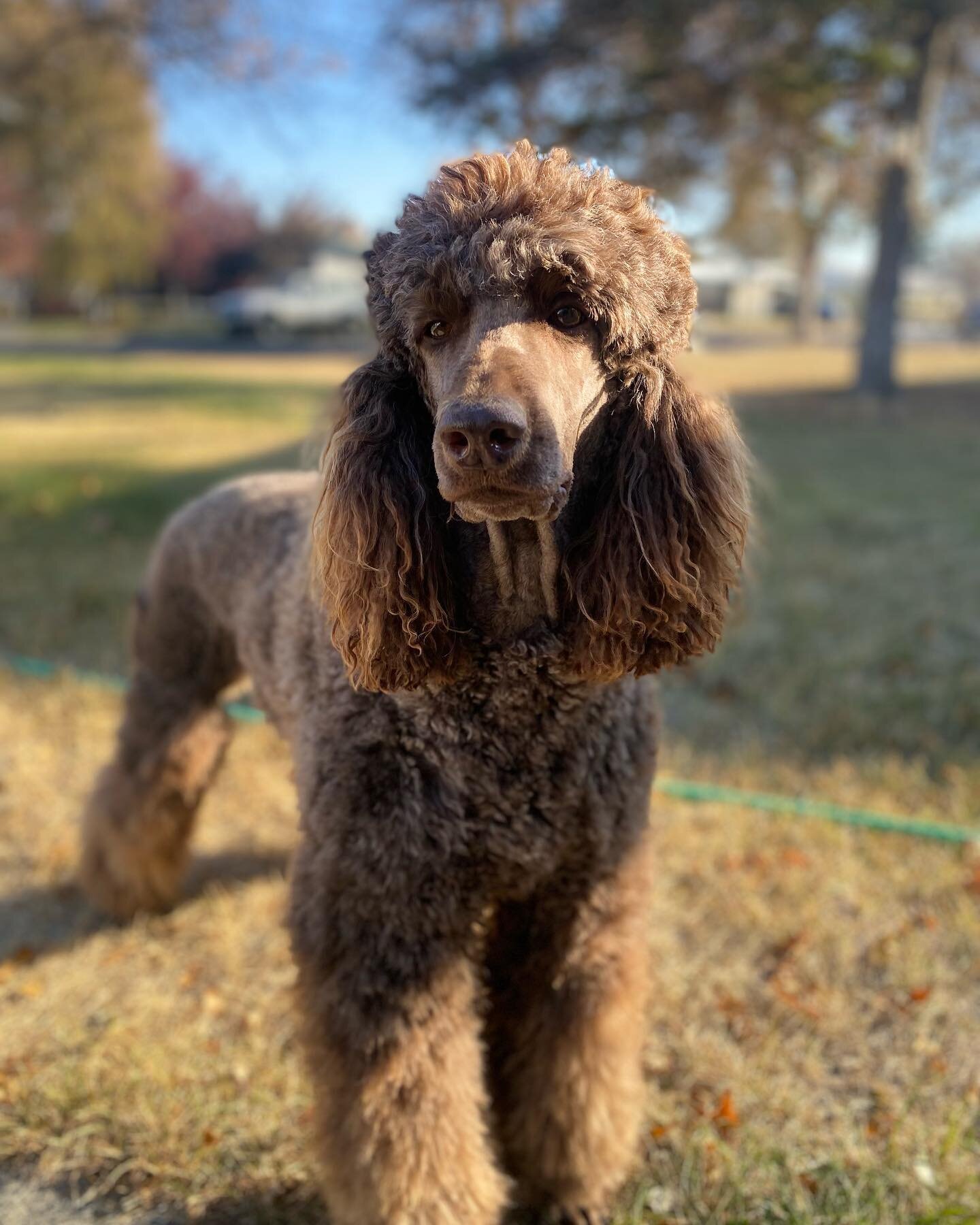 It&rsquo;s been a minute since i shared some pictures of sexy Lexi. She is such a easy girl but we both need a diet!!! 🤣 #brownpoodle  #pictures #poodlesofinstagram #brownpoodle #poodlelover #poodle #poodlelover #poodlecolor #dogstagram #dogs_of_wor