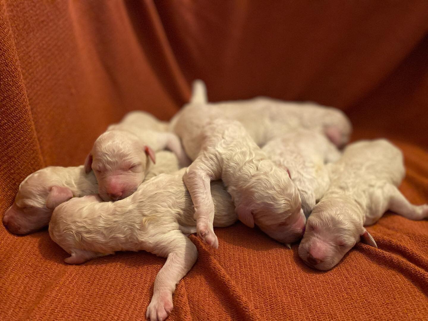 Grace had 8 healthy puppies 6 boys and 2 girls!!! #photooftheday #poodlepuppy #poodlestagram #puppylove #poodle🐩 #puppies #poodlesofinstagram #poodlelove #puppylove #positivity #beutiful #playful #2022puppies #standardpoodles #dogstagram #stunning #