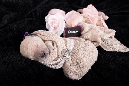 Officially introducing are Snow White litter 💕💕💕