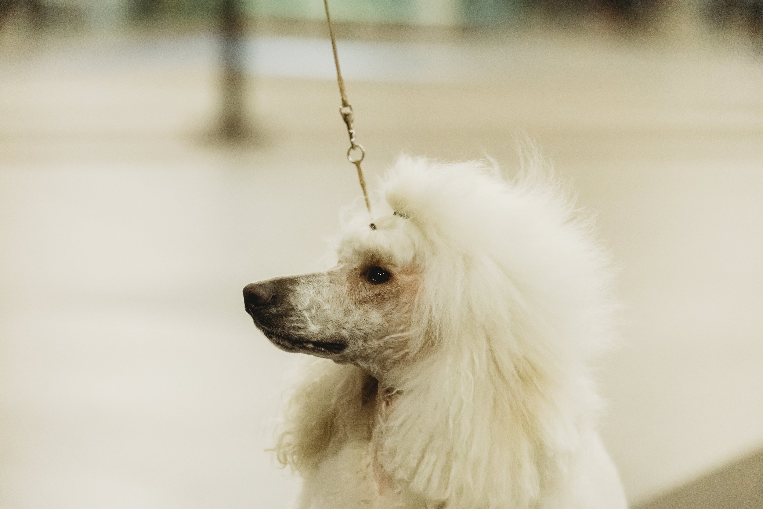 6D663E2E-ABF0-4E9F-B9A8-E4397C23EA8C.jpeg