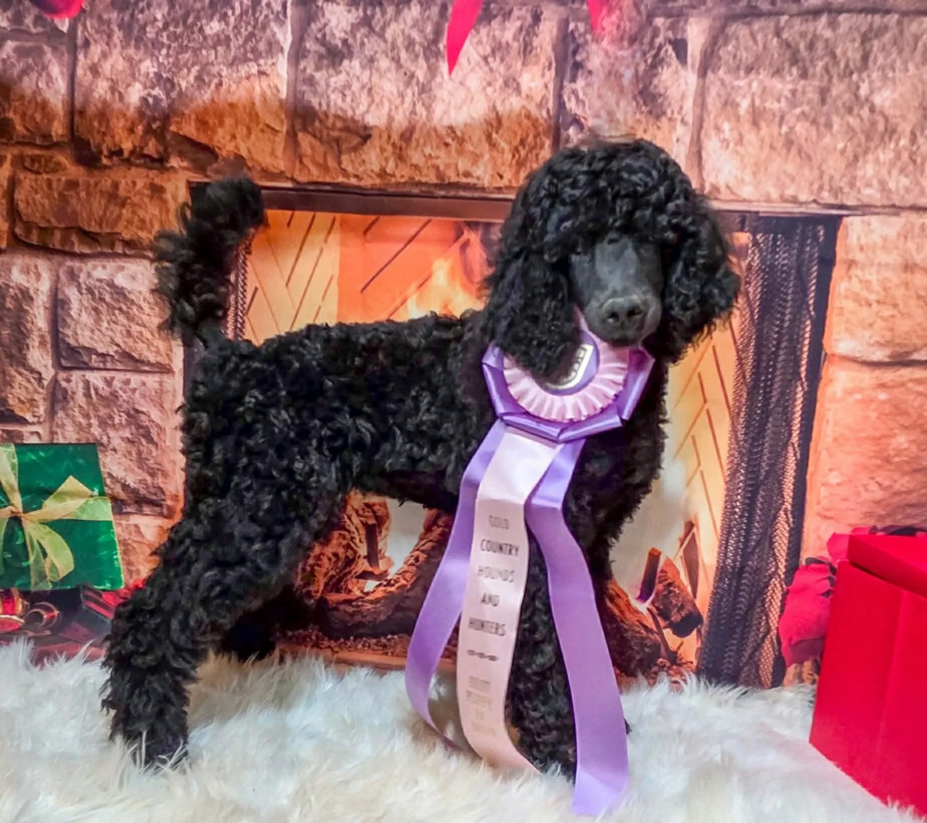 Black Standard Poodle 