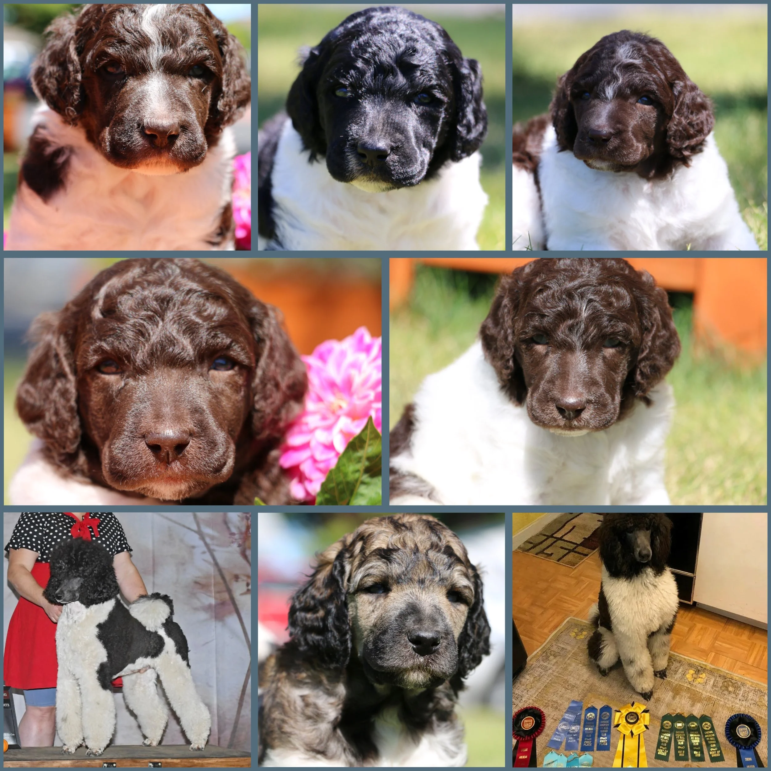 Available Parti Puppy