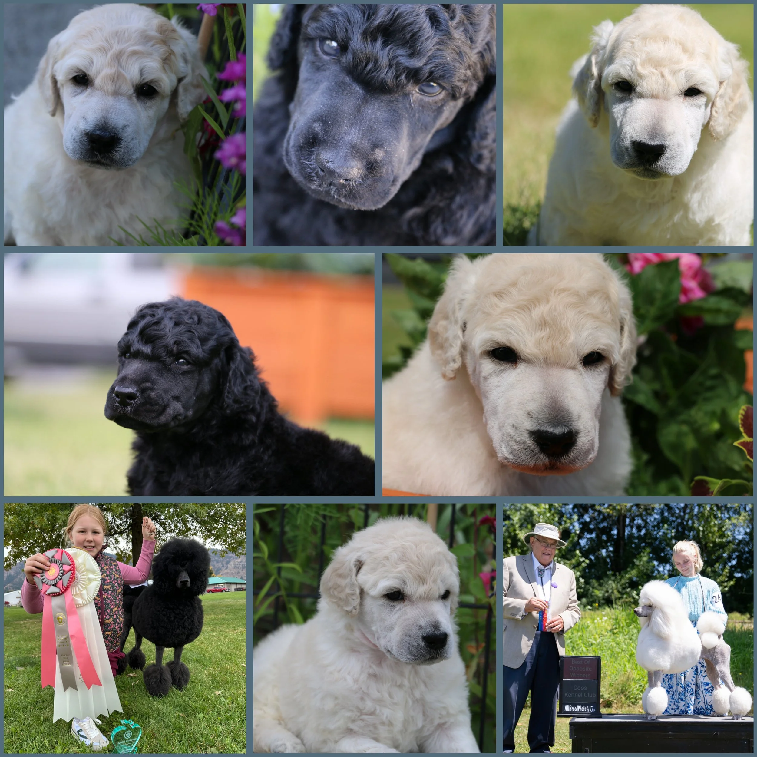 Available Standard Poodle Puppy