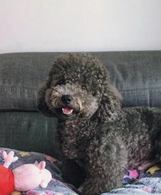 Poodle puppy