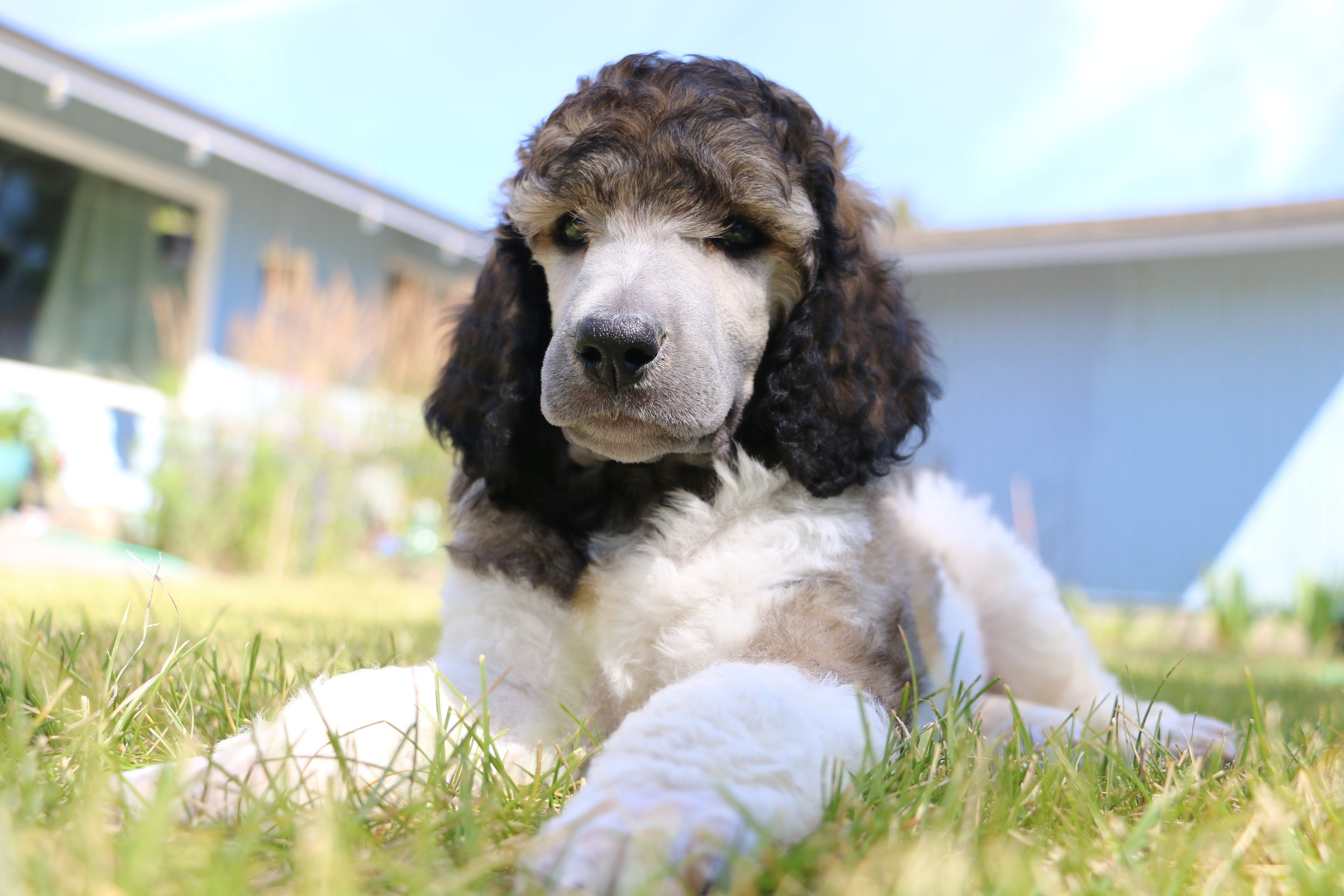 Available Standard Poodle Puppy