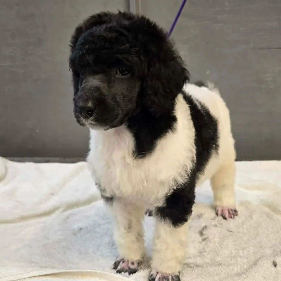 Peedle's Angel of Joy 