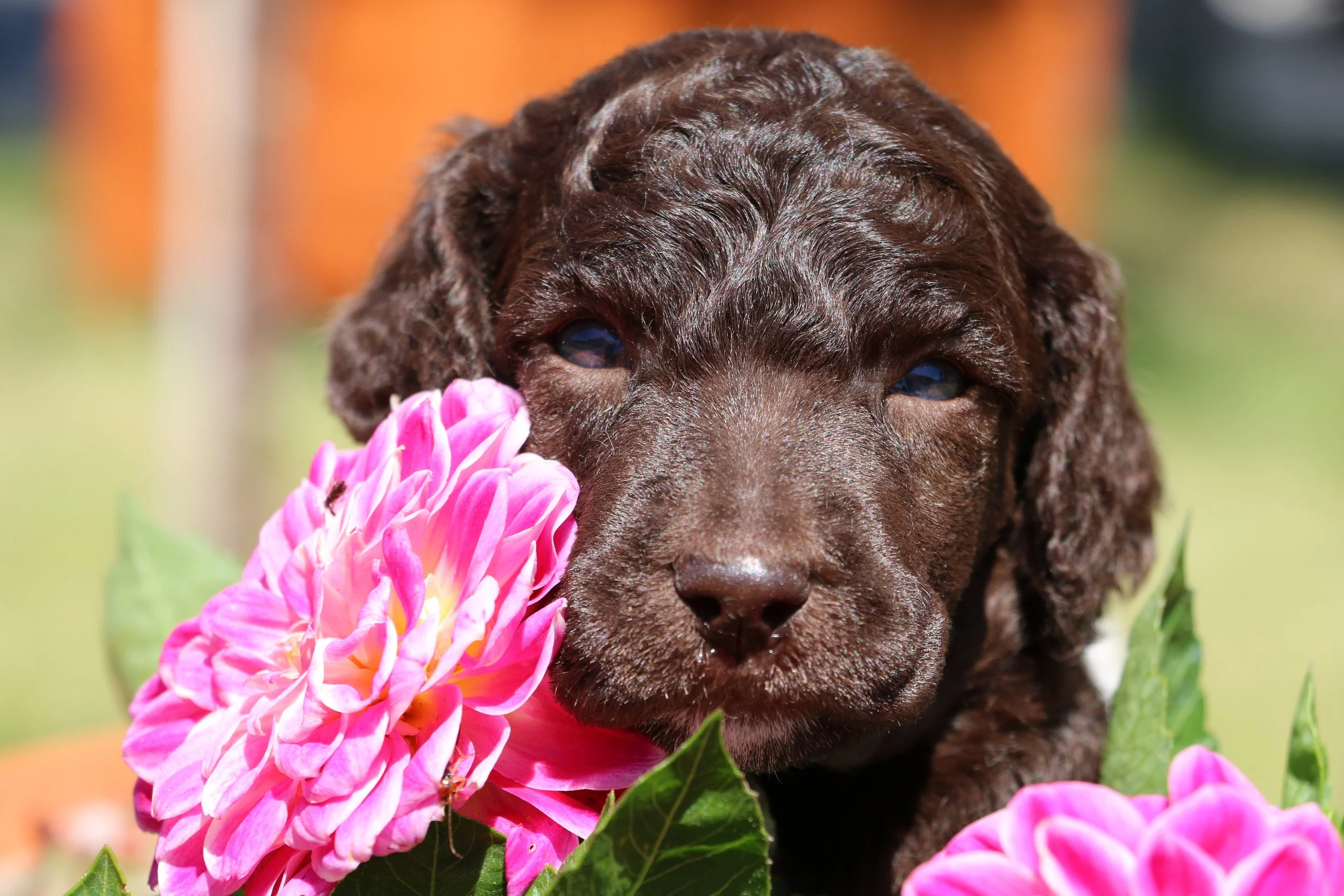 Available Poodle Puppies