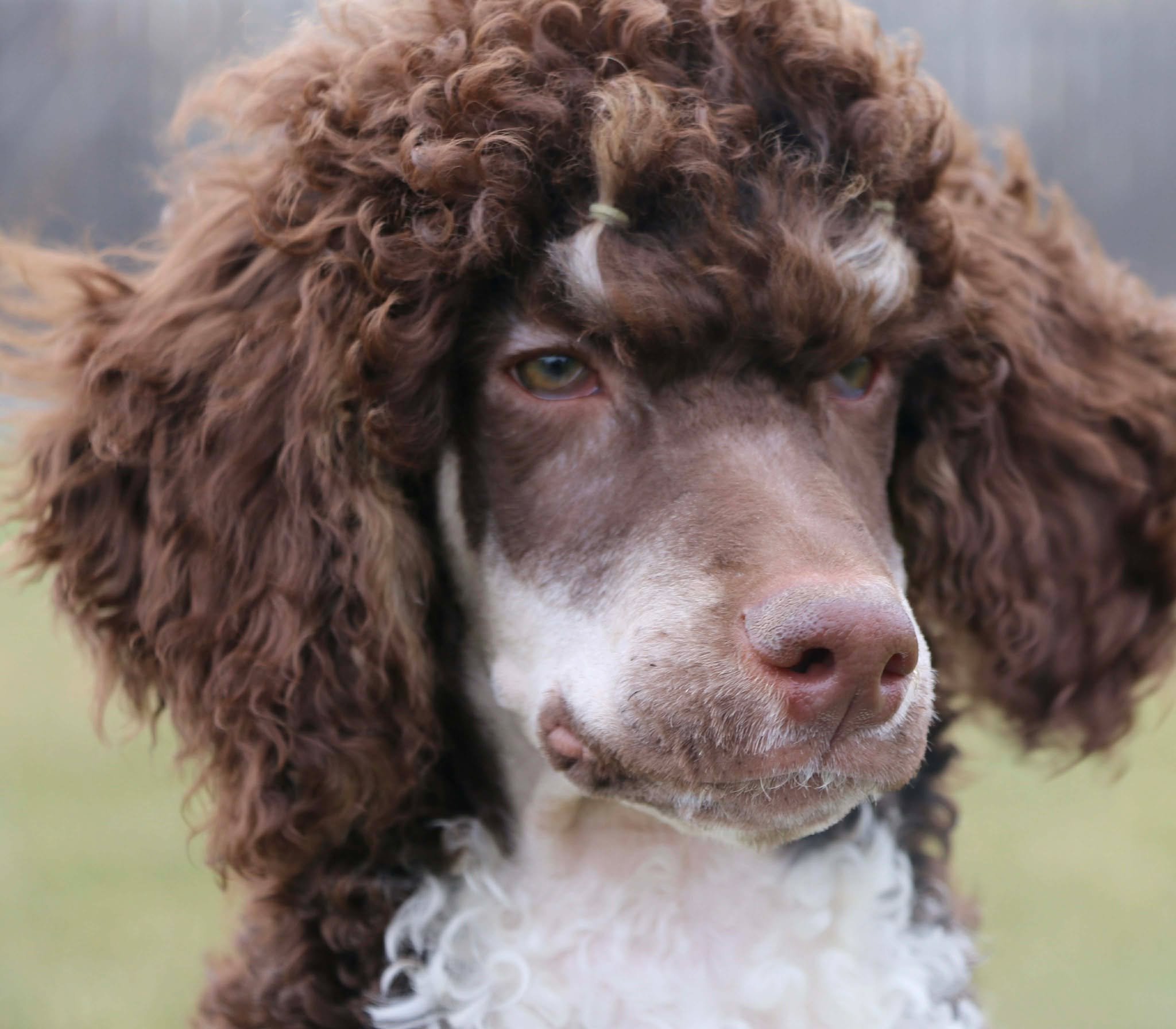 Standard Poodle Breeder in Washington state 