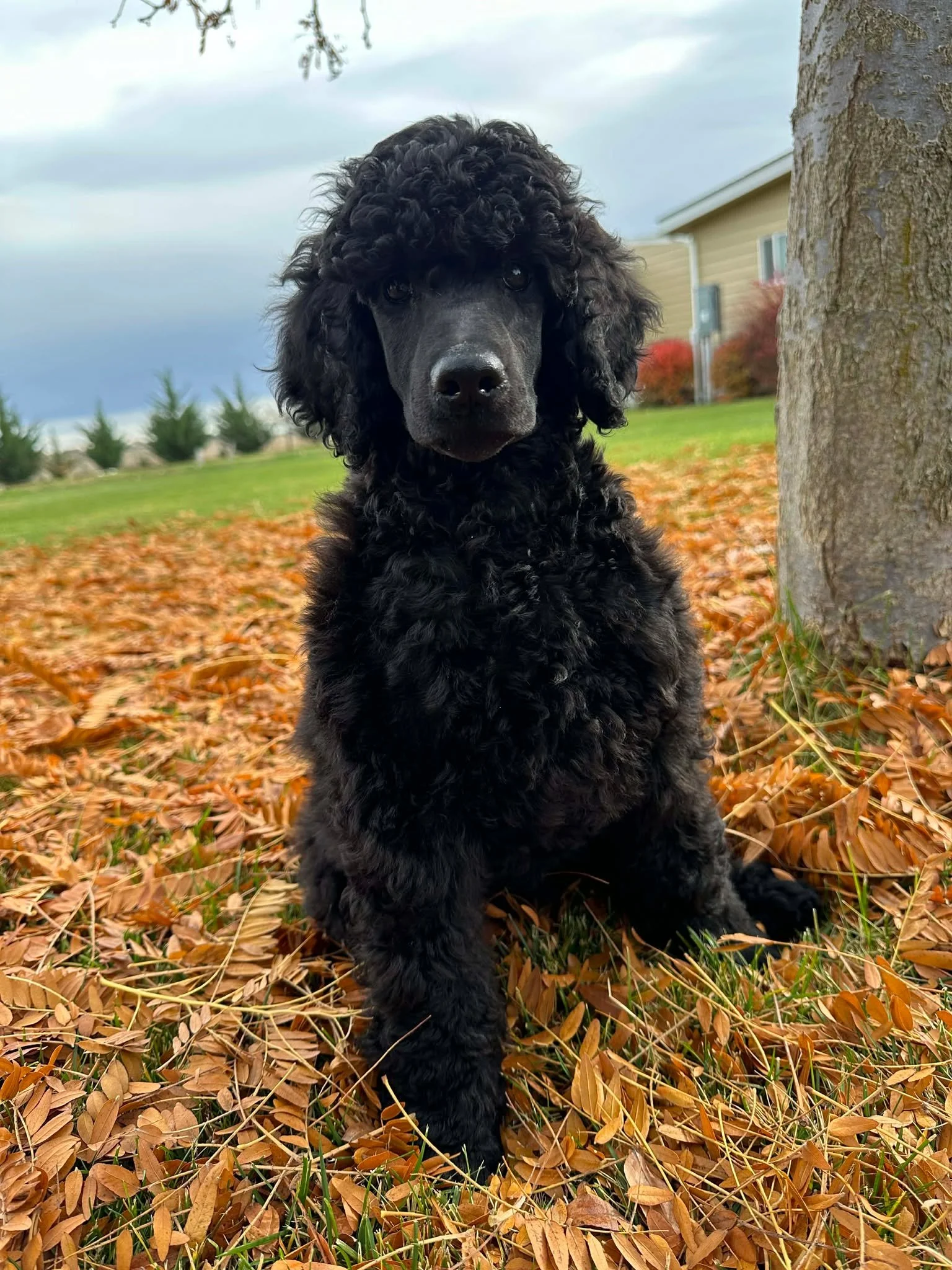 WA Poodle Breeder 