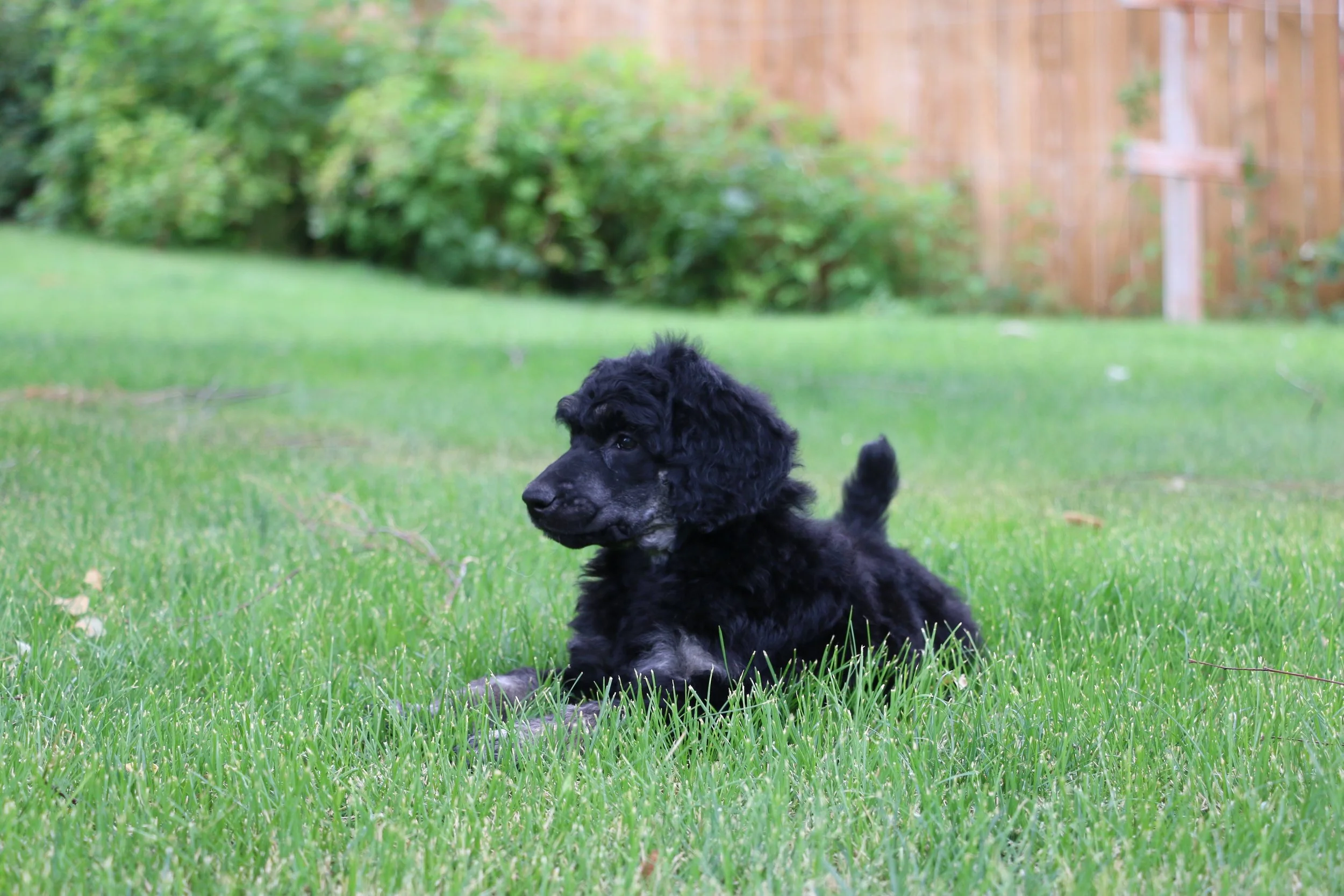 Meet Standard Poodles Near Me
