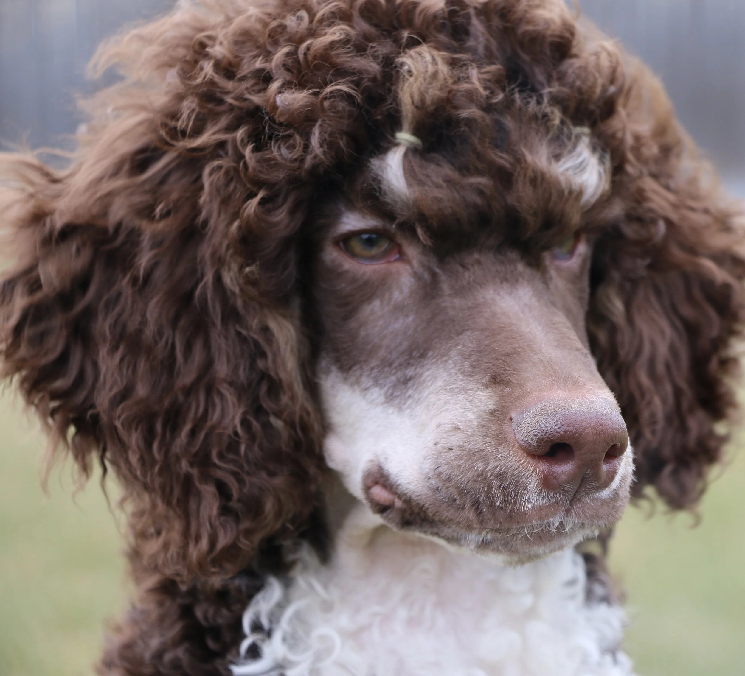 Parti Poodle